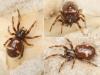 Asagena sp.